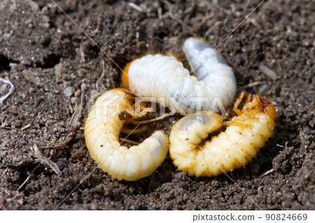 the larva of the may beetle. May Bug Melolontha 90824669