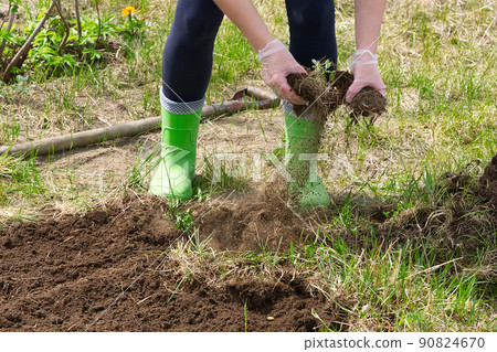 hands clearing his garden of an old grass. prepares a bed for seedlings 90824670