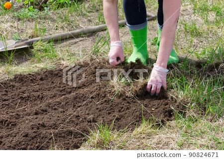 hands clearing his garden of an old grass. prepares a bed for seedlings 90824671