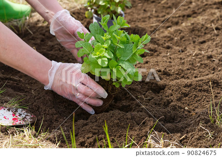Woman repotting fresh mint in the garden Woman repotting fresh mint in the garden 90824675