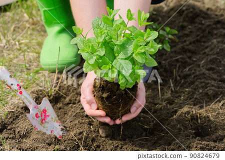 Woman repotting fresh mint in the garden 90824679