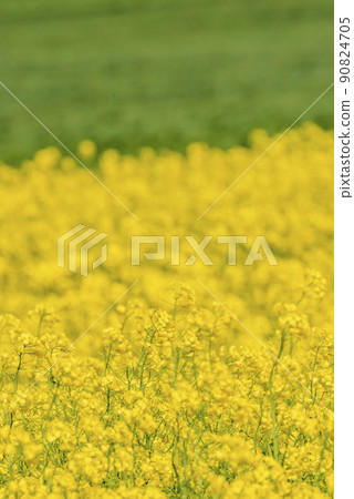 Beautiful rape field that turns yellow in spring Beautiful rape field that turns yellow in spring 90824705