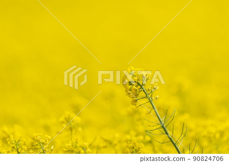 Beautiful rape field that turns yellow in spring Beautiful rape field that turns yellow in spring 90824706