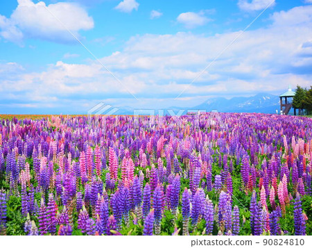 Superb view of Hokkaido Kamifurano Town Flower Land Kamifurano Lupine field scenery Superb view of Hokkaido Kamifurano Town Flower Land Kamifurano Lupine field scenery 90824810