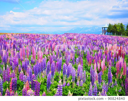 Superb view of Hokkaido Flower Land Kamifurano Lupine field scenery Superb view of Hokkaido Flower Land Kamifurano Lupine field scenery 90824840