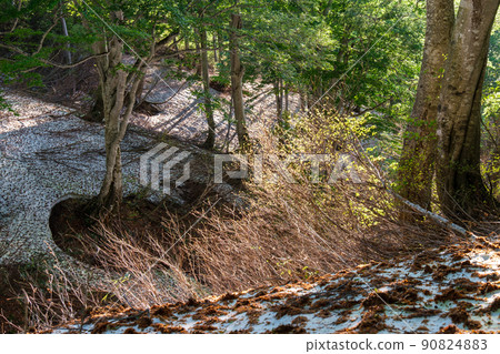 Glowing forest 90824883