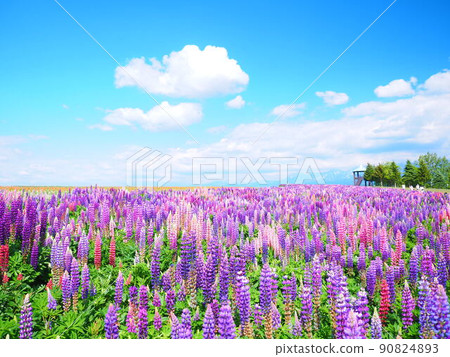Superb view of Hokkaido Flower Land Kamifurano Lupine field scenery Superb view of Hokkaido Flower Land Kamifurano Lupine field scenery 90824893