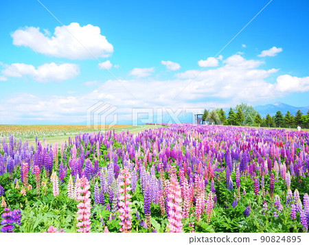 Superb view of Hokkaido Flower Land Kamifurano Lupine field scenery Superb view of Hokkaido Flower Land Kamifurano Lupine field scenery 90824895