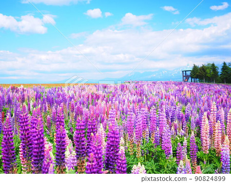 Superb view of Hokkaido Flower Land Kamifurano Lupine field scenery 90824899