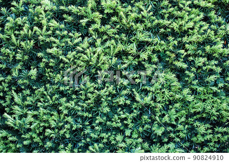 Background of sheared yew. Landscape design concept 90824910