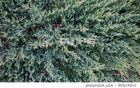 Background of blue evergreen juniper branches of Juniperus squamata Blue Carpet 90824912