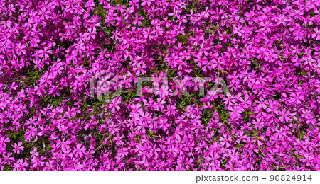 Background of purple flowers Phlox in spring 90824914