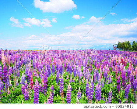 Superb view of Hokkaido Flower Land Kamifurano Lupine field scenery 90824915