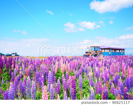 Superb view of Hokkaido Flower Land Kamifurano lupine field and tractor bus 90825117
