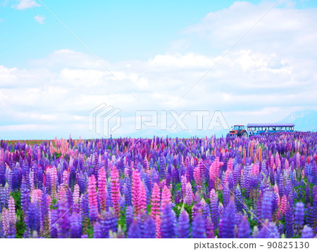 Superb view of Hokkaido Flower Land Kamifurano lupine field and tractor bus Superb view of Hokkaido Flower Land Kamifurano lupine field and tractor bus 90825130
