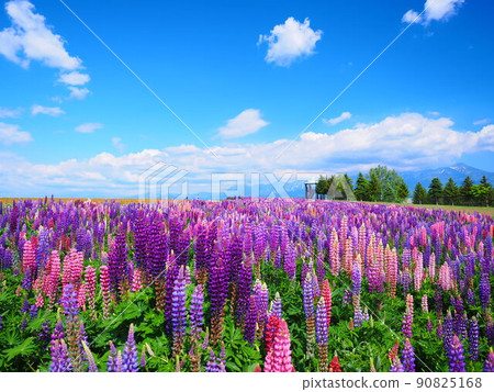 北海道花田上富良野羽扇豆田野景色的絕景 90825168