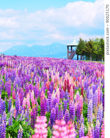 北海道花田上富良野羽扇豆田野景色的絕景 北海道花田上富良野羽扇豆田野景色的絕景 90825170