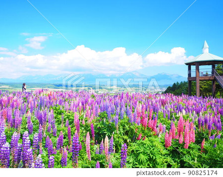 Superb view of Hokkaido Flower Land Kamifurano Lupine field scenery Superb view of Hokkaido Flower Land Kamifurano Lupine field scenery 90825174