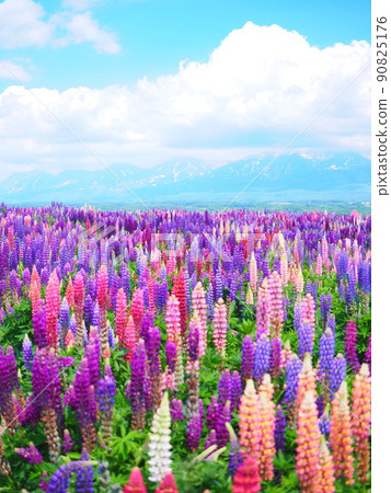 北海道花田上富良野羽扇豆田野景色的絕景 北海道花田上富良野羽扇豆田野景色的絕景 90825176