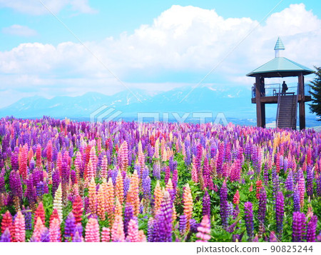 北海道花田上富良野羽扇豆田野景色的絕景 北海道花田上富良野羽扇豆田野景色的絕景 90825244