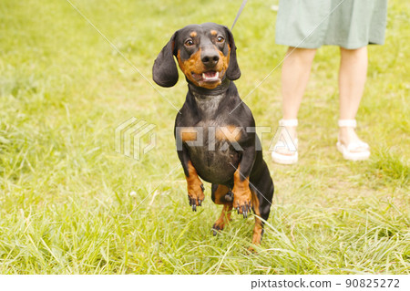 woman walks with the dog on a leash in on the park . dachshund near a woman's feet woman walks with the dog on a leash in on the park . dachshund near a woman's feet 90825272