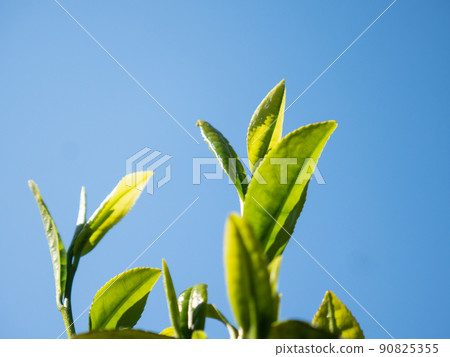 Tea tree Wakaba new tea 90825355
