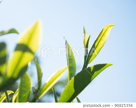 茶樹若葉新茶 90825356