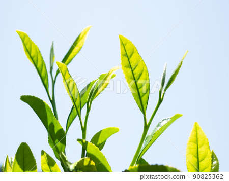 Tea tree Wakaba new tea 90825362