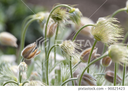 Pulsatilla buds and flowers Pulsatilla buds and flowers 90825423