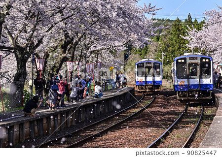 Noto Railway Sakura Station in full bloom 90825447