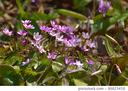 Hepatica, hepatica in Rokumangiyama, Minami Uonuma City Hepatica, hepatica in Rokumangiyama, Minami Uonuma City 90825458