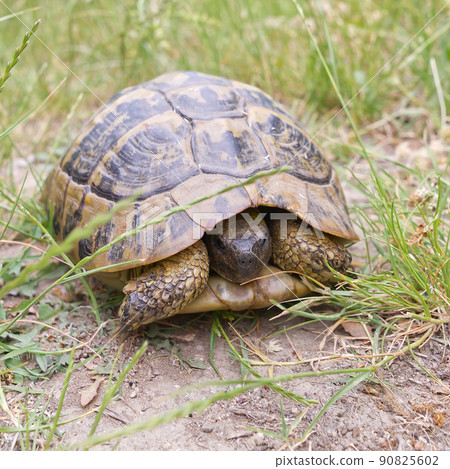 The Land turtle in its natural environment. A wild animal in forest of Kalambaka, Greece. The Hermanns tortoise. 90825602