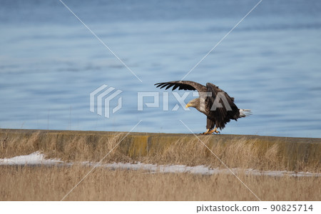 White-tailed eagle perching on the embankment White-tailed eagle perching on the embankment 90825714