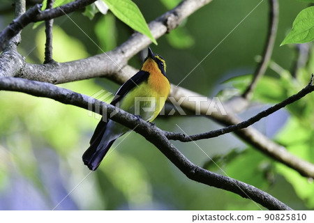 A beautiful little bird, narcissus flycatcher, with bright yellow and orange black found in highland forests such as Karuizawa in early summer. A beautiful little bird, narcissus flycatcher, with bright yellow and orange black found in highland forests such as Karuizawa in early summer. 90825810