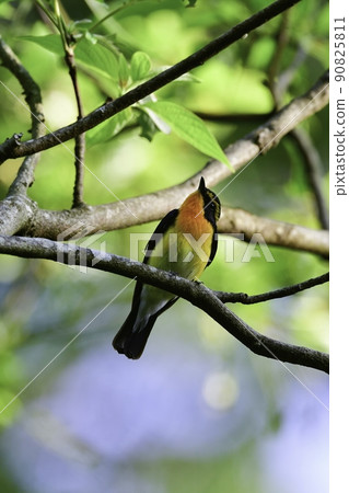 A beautiful little bird, narcissus flycatcher, with bright yellow and orange black found in highland forests such as Karuizawa in early summer. A beautiful little bird, narcissus flycatcher, with bright yellow and orange black found in highland forests such as Karuizawa in early summer. 90825811