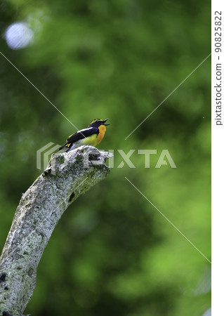 一種美麗的小鳥，水仙捕蠅器，在初夏時在輕井澤等高原森林中發現了亮黃色和橙黑色。 90825822