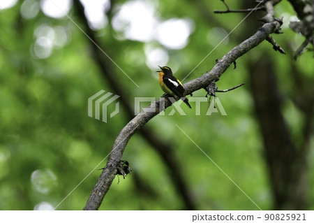A bright yellow, orange, and black bird, narcissus flycatcher, singing beautifully in the forests of the plateaus such as Karuizawa in the early morning. A bright yellow, orange, and black bird, narcissus flycatcher, singing beautifully in the forests of the plateaus such as Karuizawa in the early morning. 90825921