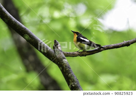 一隻明亮的黃色、橙色和黑色的鳥，水仙捕蠅器，清晨在輕井澤等高原的森林里美妙地歌唱。 90825923