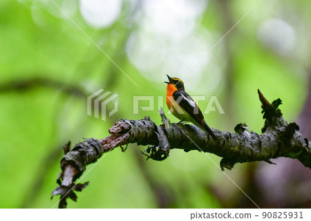 A bright yellow, orange, and black bird, narcissus flycatcher, singing beautifully in the forests of the plateaus such as Karuizawa in the early morning. A bright yellow, orange, and black bird, narcissus flycatcher, singing beautifully in the forests of the plateaus such as Karuizawa in the early morning. 90825931