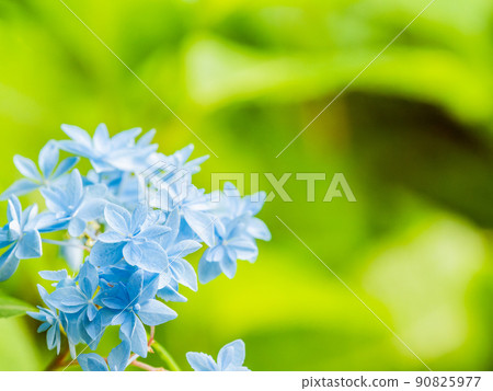 Scenery during the rainy season Beautiful hydrangea loved by Siebold Seven-tiered flower 90825977