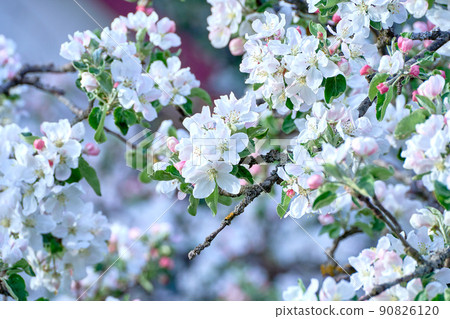 Blooming apple tree twig in springtime on a sunny day. 90826120