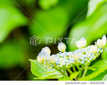 梅雨時的風景美麗的繡球花學繡球藍派 梅雨時的風景美麗的繡球花學繡球藍派 90826200