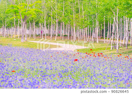 Spring in Hangang Park Spring in Hangang Park 90826645