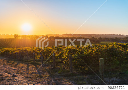 Vineyards in McLaren Vale at sunset Vineyards in McLaren Vale at sunset 90826721