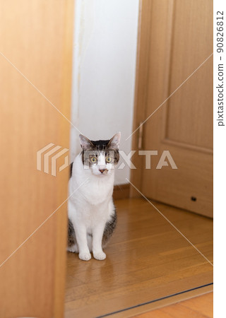 Sitting cat Kijitora cat 90826812