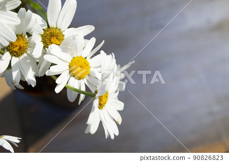 White daisies on a gray background close-up. White daisies on a gray background close-up. 90826823