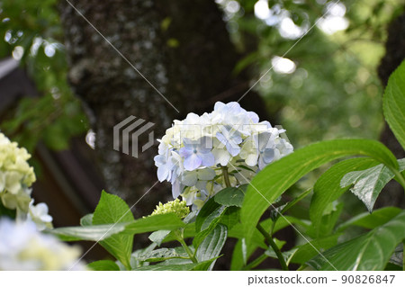 Light purple hydrangea that blooms during the rainy season Light purple hydrangea that blooms during the rainy season 90826847