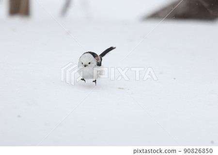 Long-tailed tit bouncing with pyon 90826850