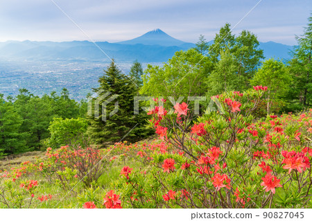 [Yamanashi Prefecture] Amari's Astragalus azalea and Mt. Fuji 90827045