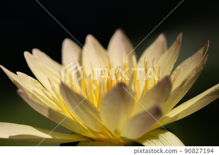 Water lily Water lily 90827194
